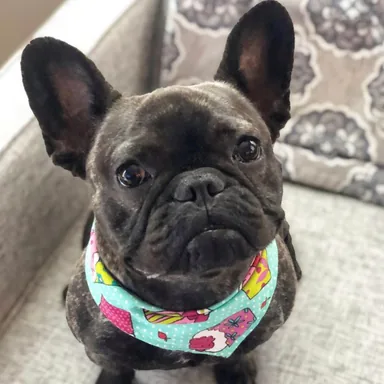 A photo of a French Bulldog